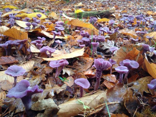 Laccaria amethystina
